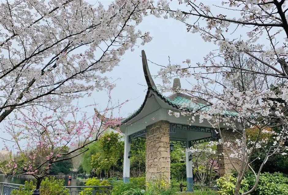 spring and the flowering cherry blossoms are here in shanghai