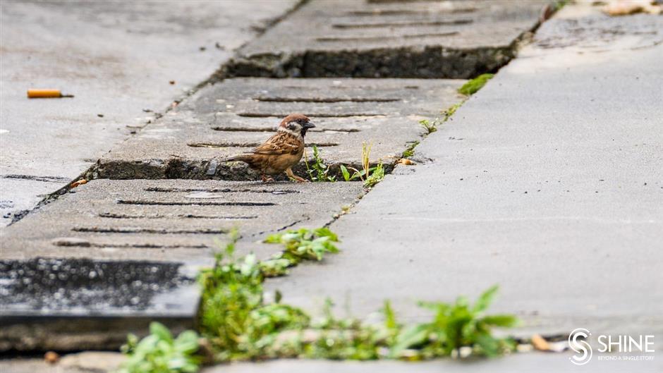 wild shanghai ep3: wildlife in your neighbourhood