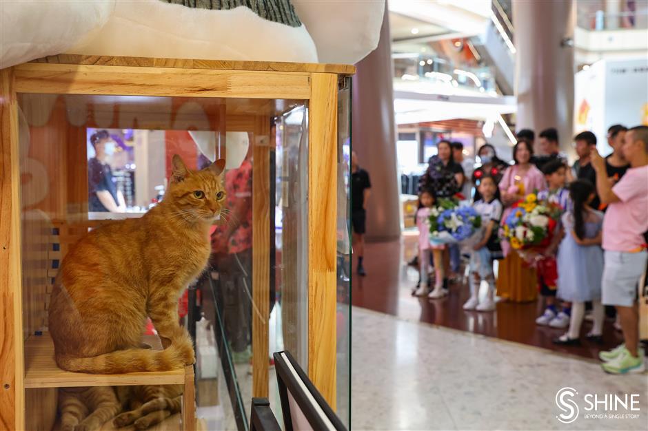 drinks van is 'purr-fect' place to adopt stray cat