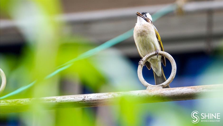 wild shanghai ep3: wildlife in your neighbourhood