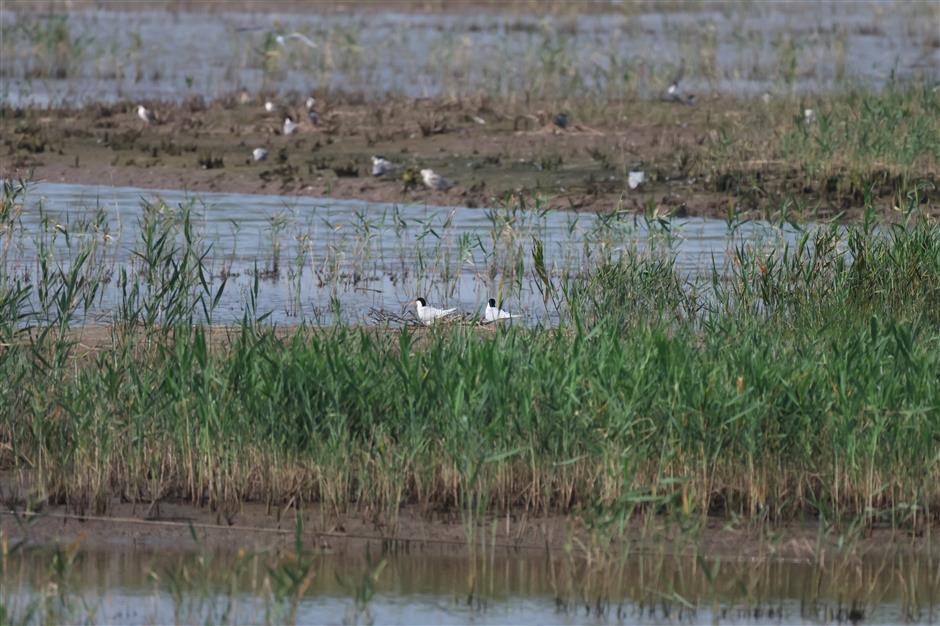 dongtan nature reserve observes rare birds