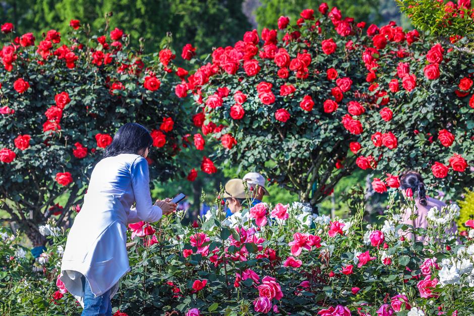 shanghai tourism surges over the may day holiday