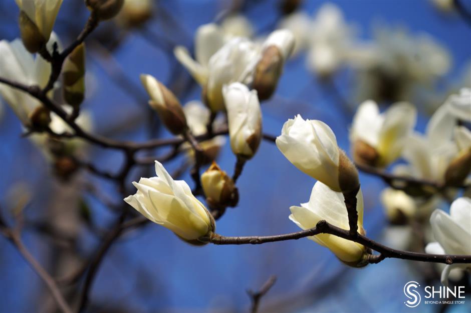 city planning more parks filled with magnolias