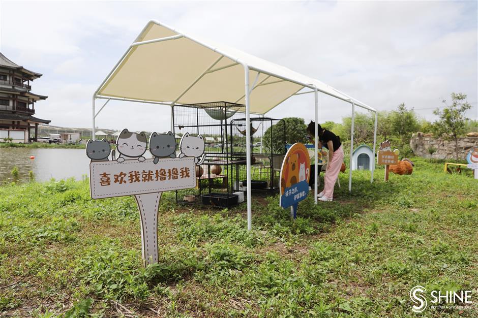 stray cat island is 'purrfect' place for animal welfare