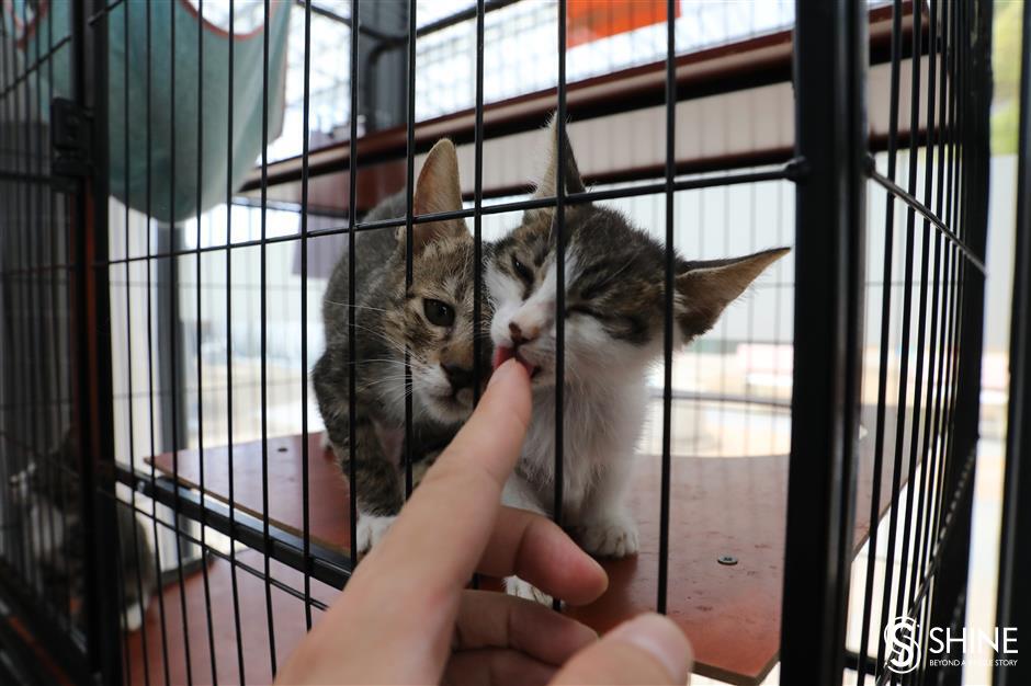 stray cat island is 'purrfect' place for animal welfare