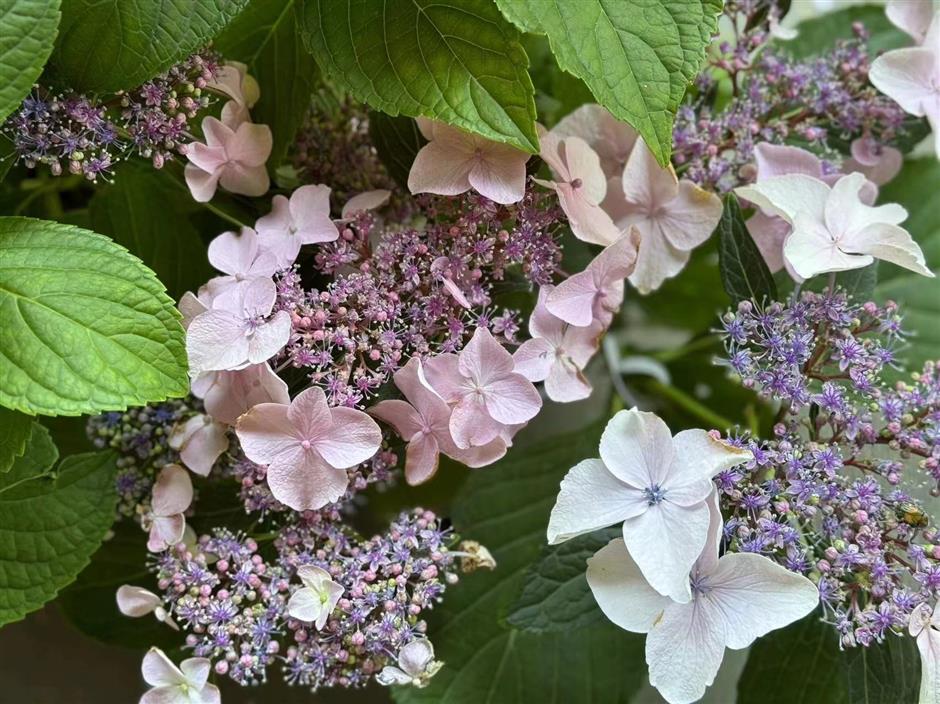 wushan hill flower festival's hydrangeas should be at their peak through june 24