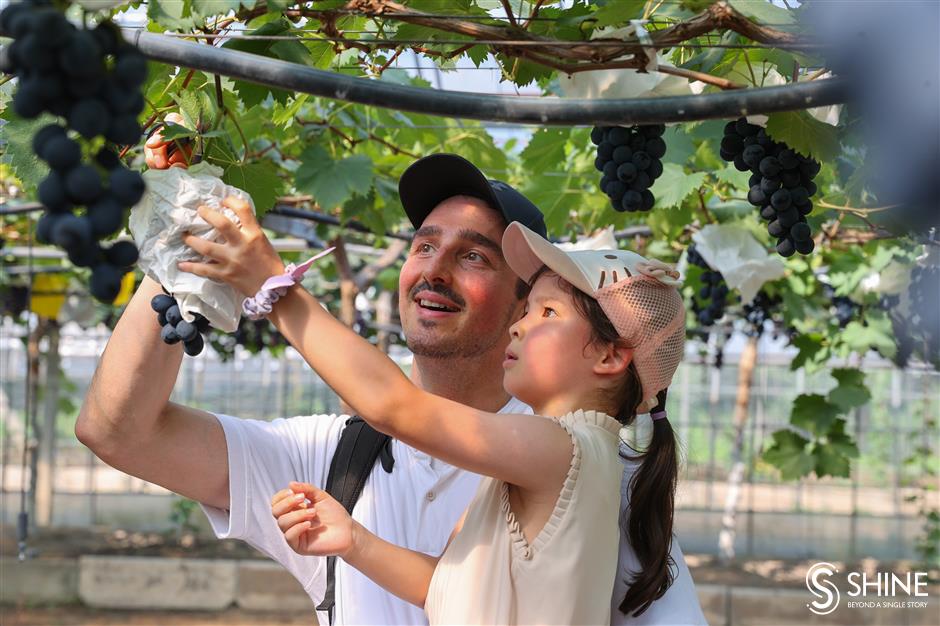 expatriates try their hands at picking grapes