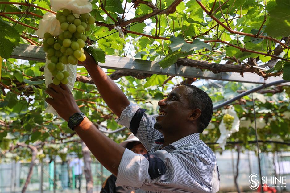 expatriates try their hands at picking grapes