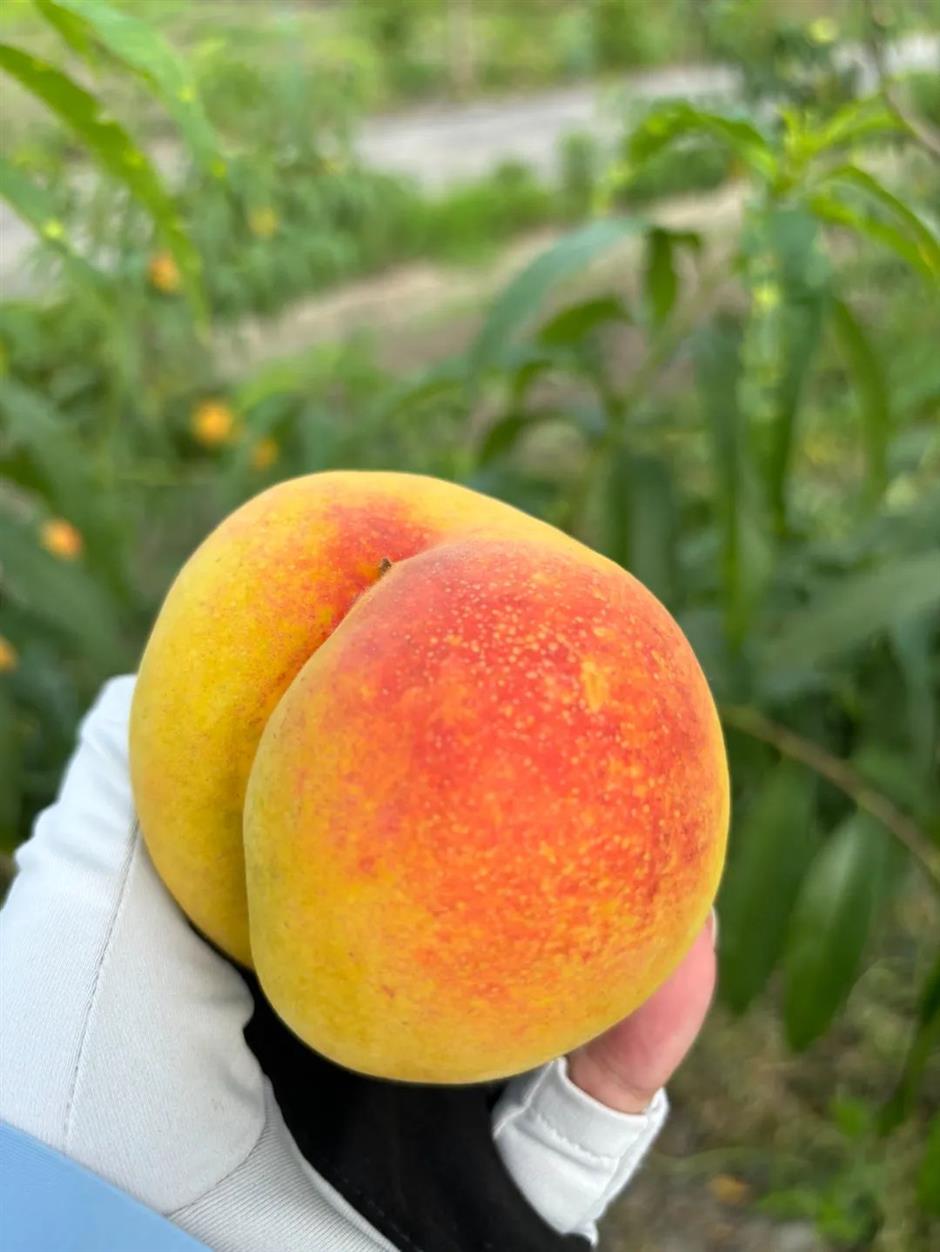 stonefruit encapsulates the perfect tastes and vibrant sights of summer