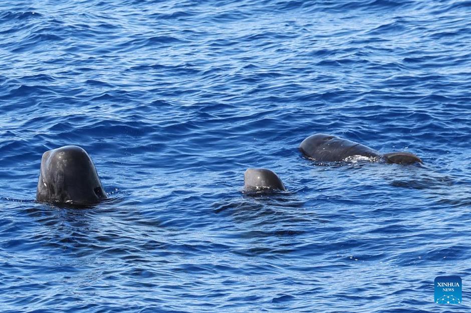 large number of cetaceans witnessed in s china's hainan