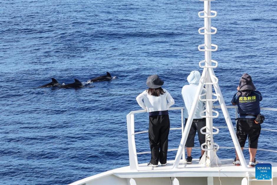 large number of cetaceans witnessed in s china's hainan