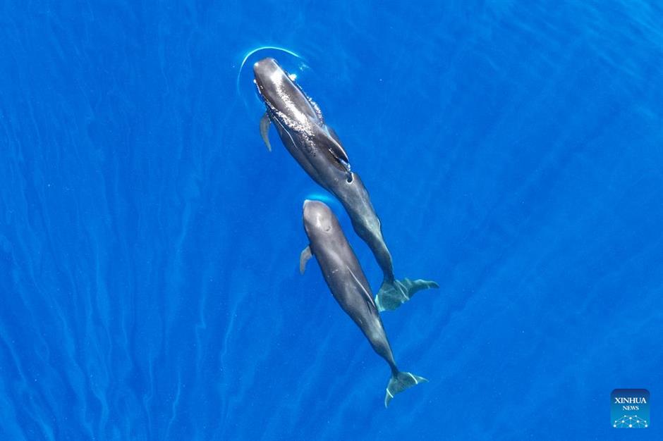 large number of cetaceans witnessed in s china's hainan