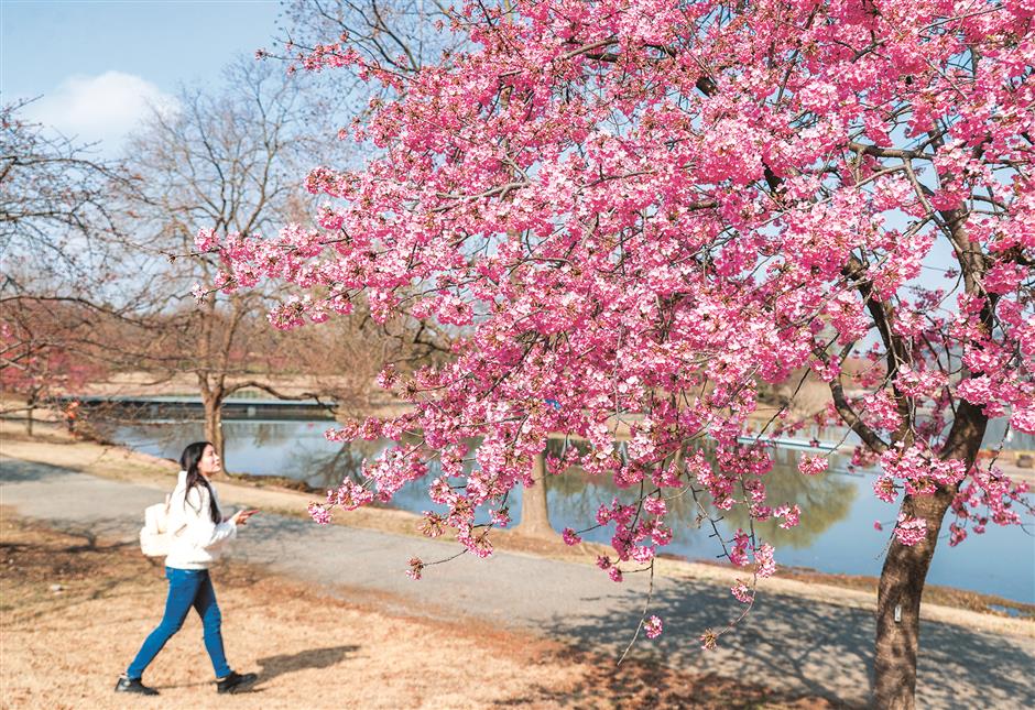 pink 'clouds' herald the arrival of spring