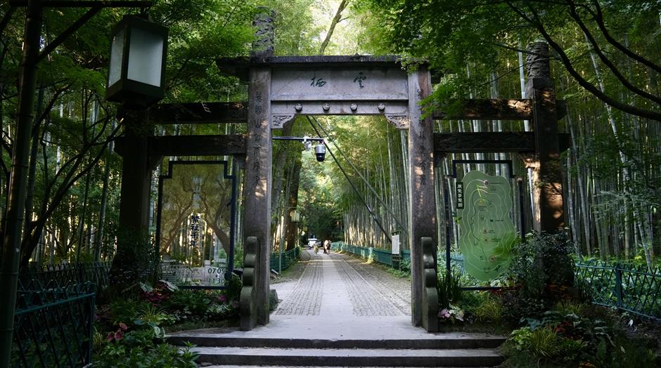 hangzhou protects and nurtures history through preservation of ancient trees