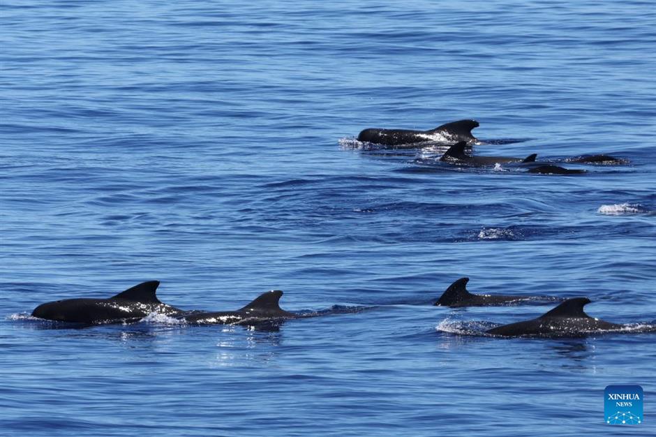 large number of cetaceans witnessed in s china's hainan