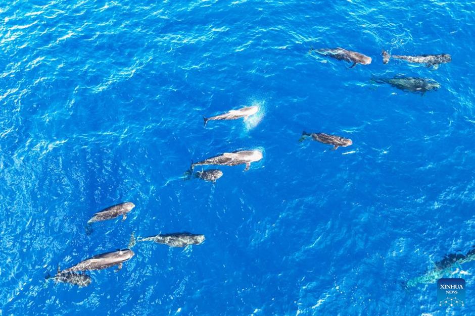 large number of cetaceans witnessed in s china's hainan