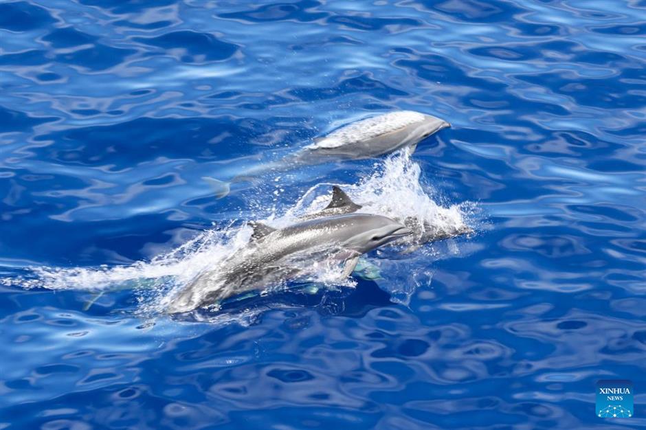 large number of cetaceans witnessed in s china's hainan