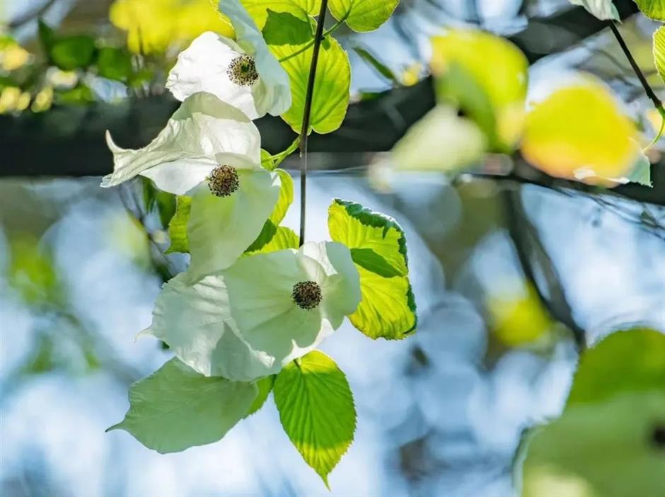 rare dove trees bloom for second year in sheshan national forest park