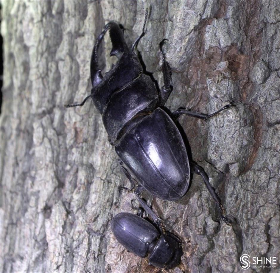 wild shanghai ep9: when bugs come out at night