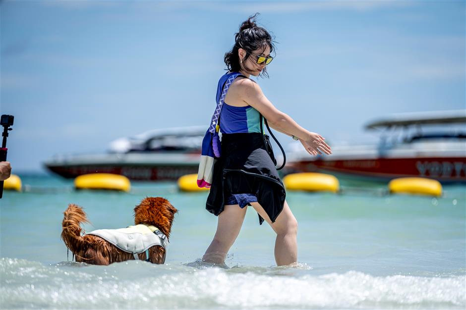 thai holiday for pets nothing to sniff at