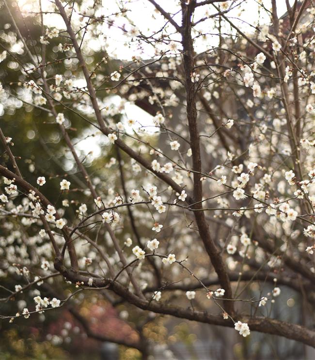 mount chaoshan celebrates plum blossoms with cultural activities