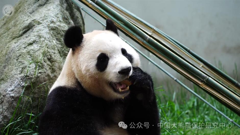 giant panda fu bao to make public debut on june 12