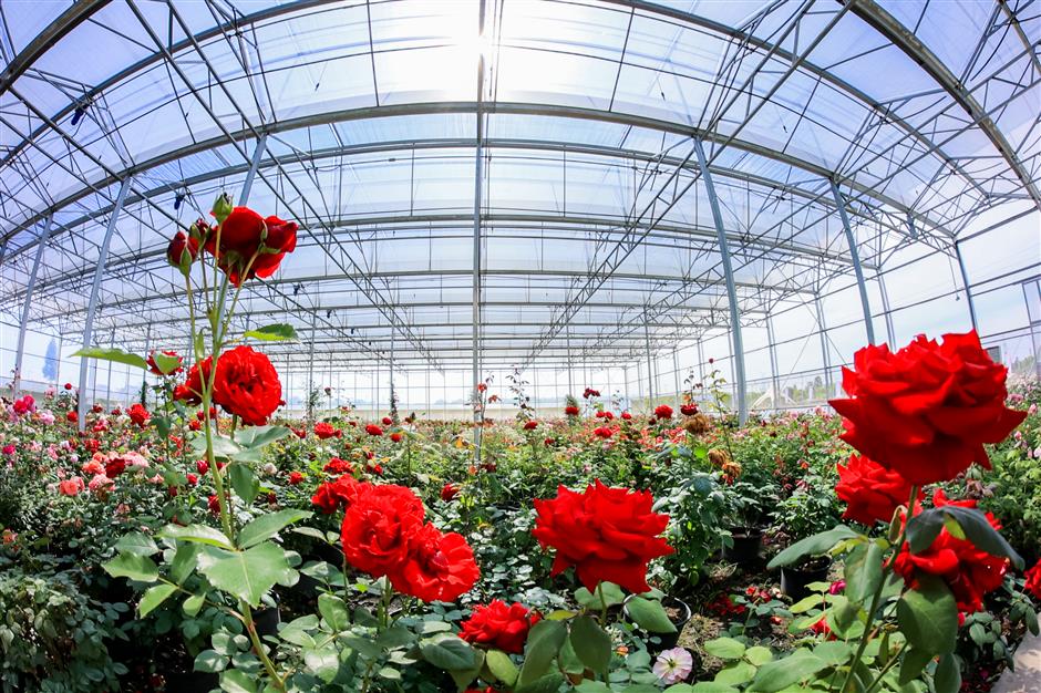 the vibrant color of roses fill the air in xiayang