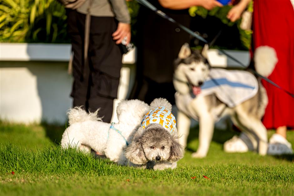 thai holiday for pets nothing to sniff at