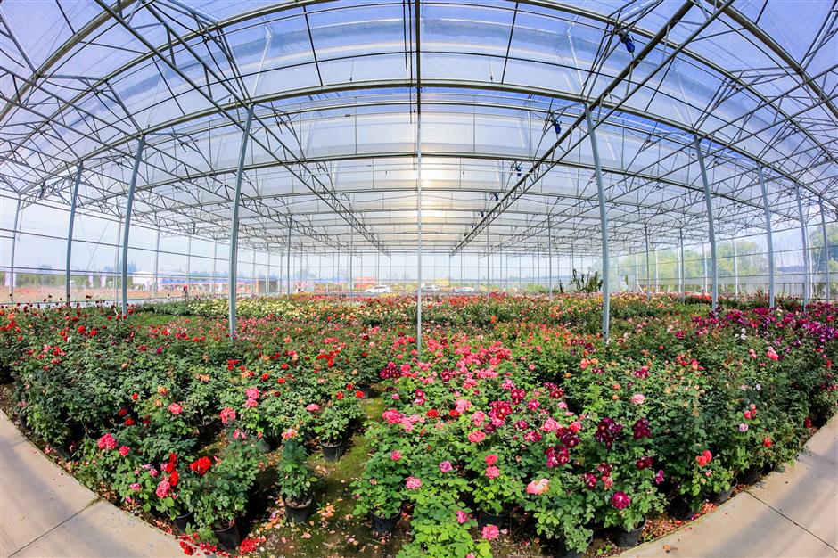 the vibrant color of roses fill the air in xiayang