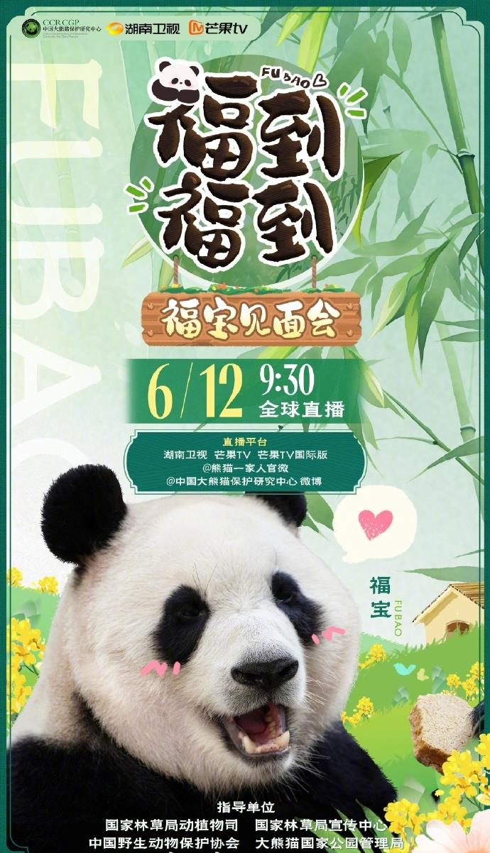 giant panda fu bao to make public debut on june 12