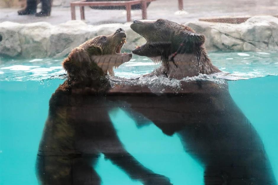 cooling spray and ice slabs as shanghai wild animal park residents find ways to beat the heat