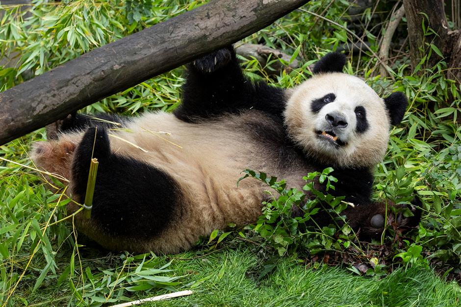 us san diego zoo shares first-look photos of 2 pandas from china