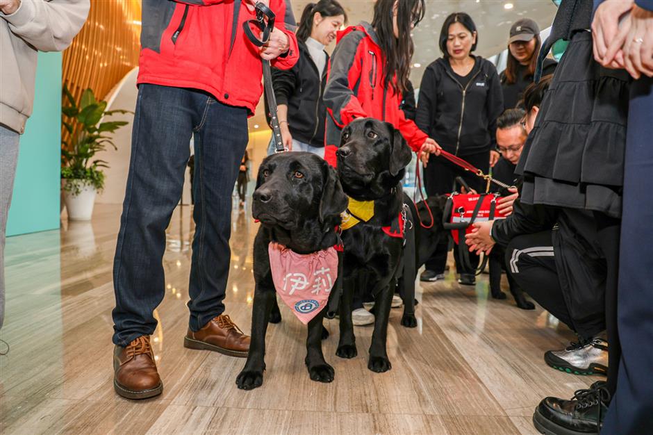 autism assistance dogs matched with families in need