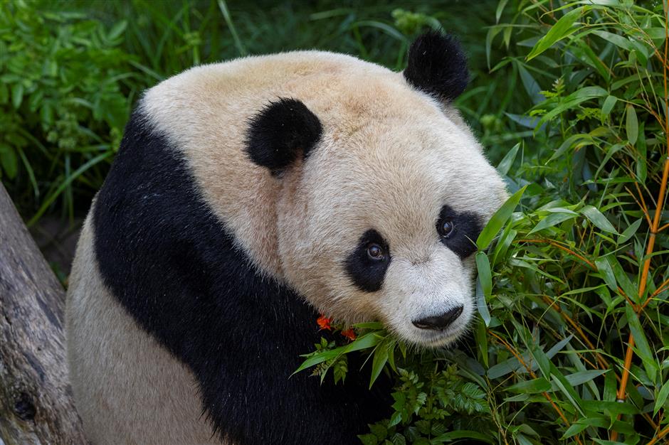 us san diego zoo shares first-look photos of 2 pandas from china