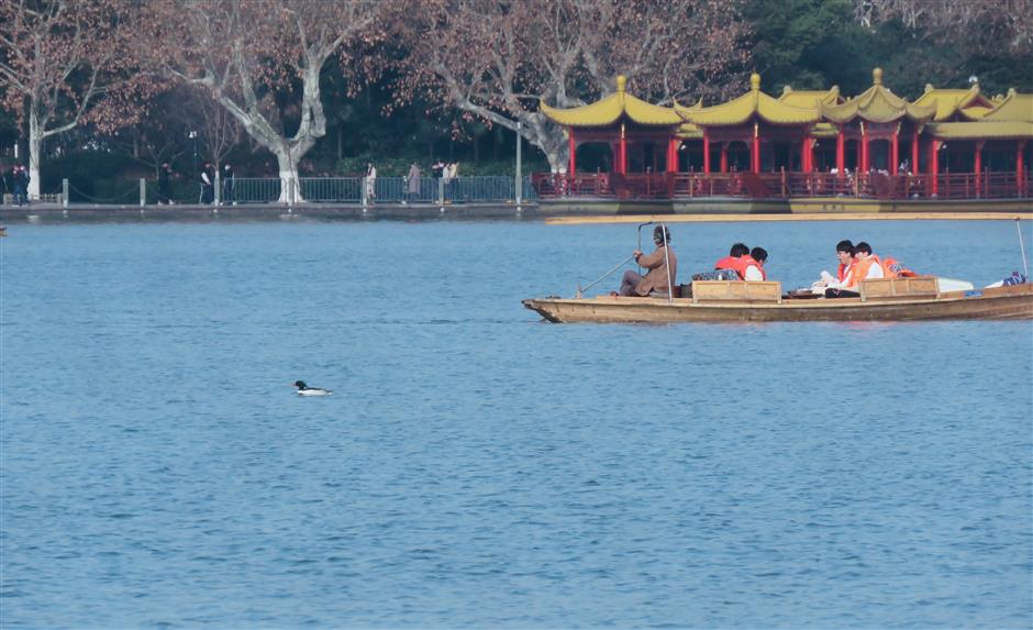 rare chinese merganser makes first appearance on west lake