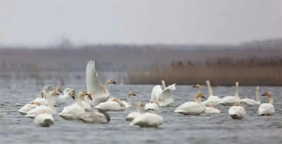 feather in the cap for chongming dongtan national nature reserve