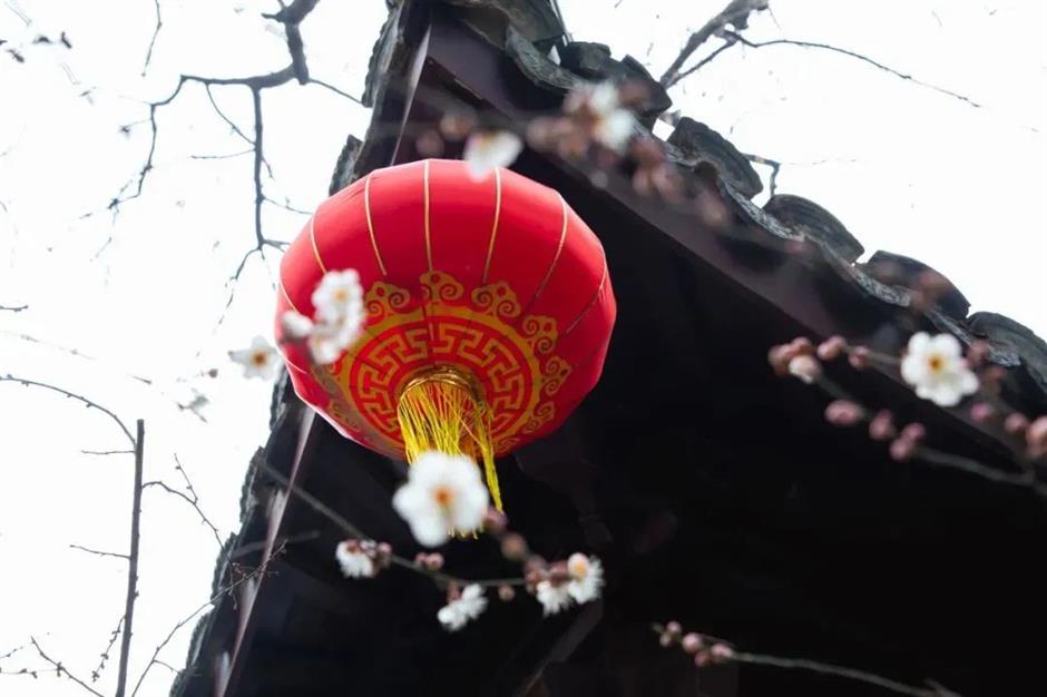 plum blossoms bloom during spring festival