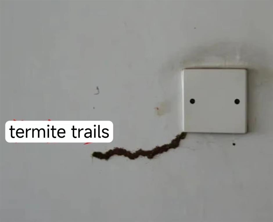 brace yourself as the city is being invaded by termites