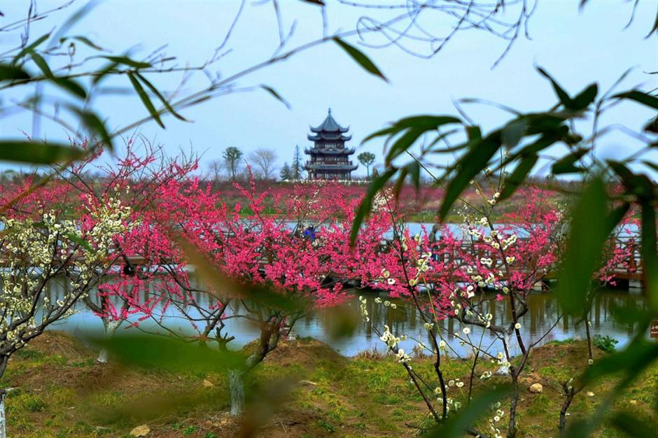 plum blossoms bloom during spring festival