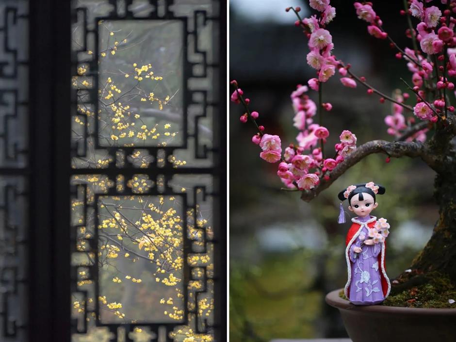 plum blossoms bloom during spring festival