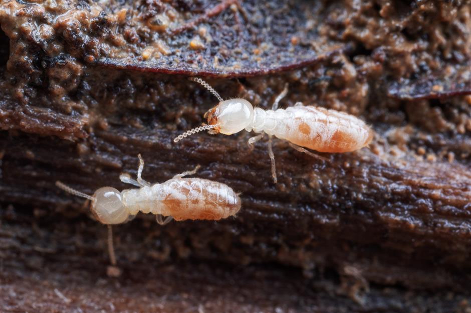 brace yourself as the city is being invaded by termites