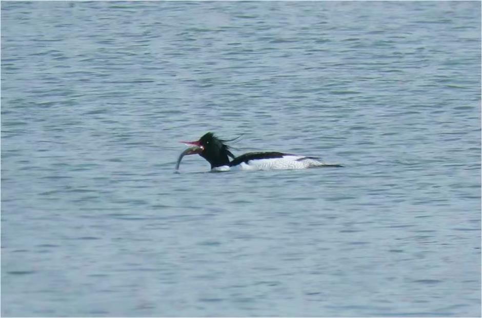 rare chinese merganser makes first appearance on west lake