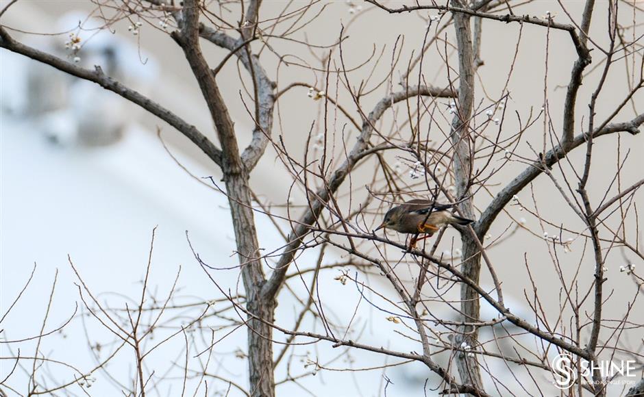 wild shanghai ep7: houtan wetland – a natural habitat for wildlife in downtown shanghai