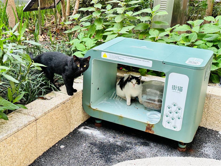 public forum 'purr-fect' way to address problem of stray cats