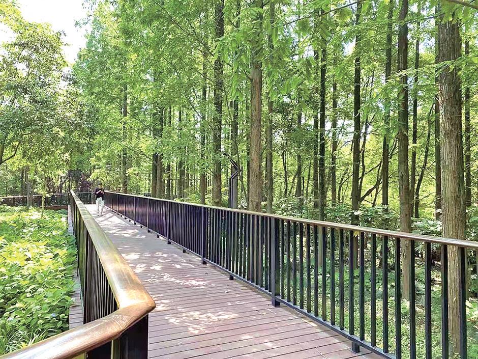 wooden corridor enhances park's forest walk