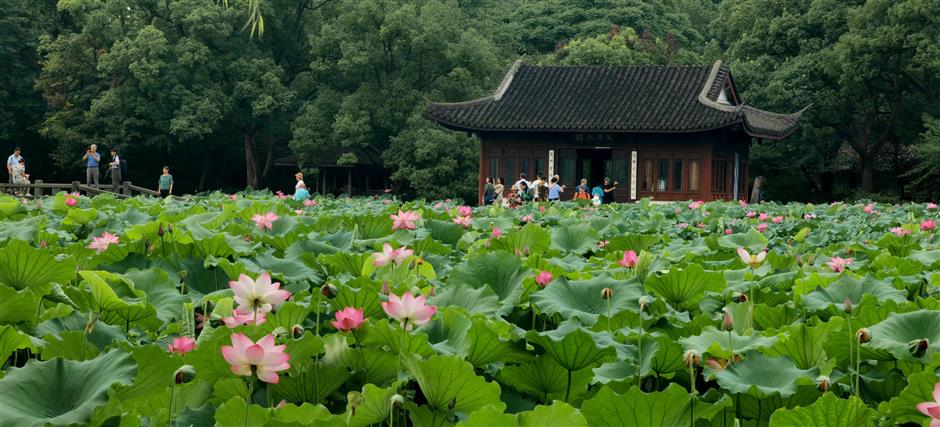 one man's labor of love ensures lotus blossoms brightly in west lake