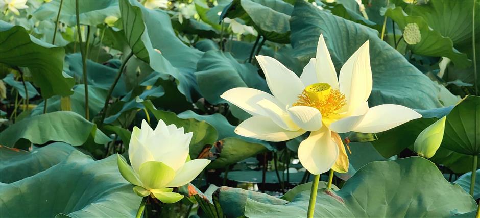 one man's labor of love ensures lotus blossoms brightly in west lake