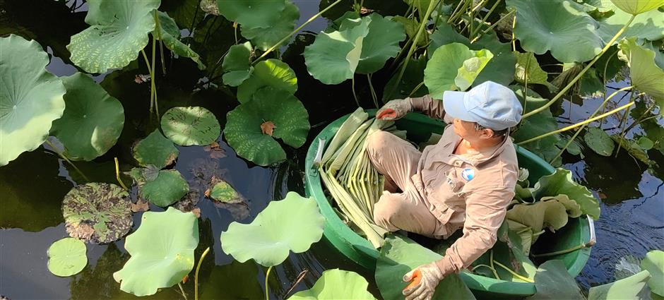 one man's labor of love ensures lotus blossoms brightly in west lake