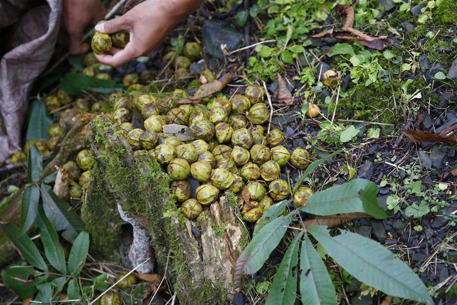 lin'an readies for a busy hickory nut-picking season