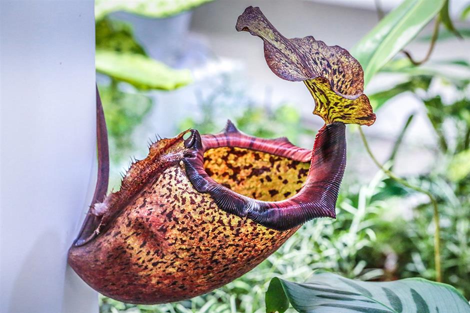 exhibition showcases insectivorous plants